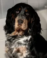 accepting deposits, a  English Springer Spaniel for sale in Baldwin, WI – Photo 1 of 5