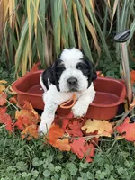 Blk tri roan orange , a male English Springer Spaniel for sale in Baldwin, WI – 2 of 3