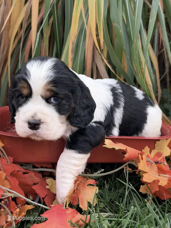 Black tri teal collar  – English Springer Spaniel puppy for sale in Baldwin, WI