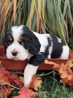 Black tri teal collar , a female English Springer Spaniel for sale in Baldwin, WI – 1 of 3