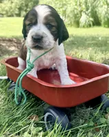 Ready Aug 18 green , a male English Springer Spaniel for sale in Baldwin, WI – 4 of 4
