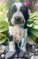 B/w roan Rdy July 21 , a female English Springer Spaniel for sale in Baldwin, WI – 4 of 4