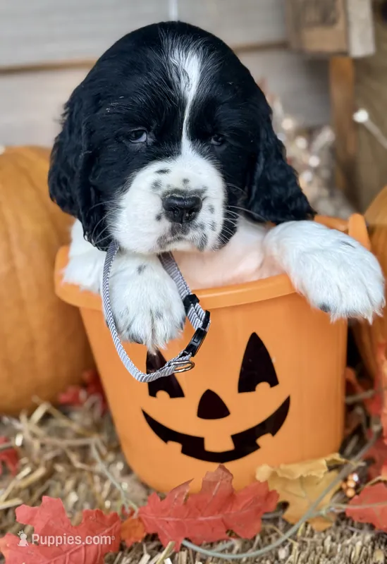 Blk tri gray collar  – English Springer Spaniel puppy for sale in Baldwin, WI