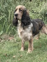 Sable roan 4 yr old , a female English Springer Spaniel for sale in Baldwin, WI – 2 of 2