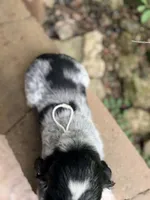 Black tri roan- white , a male English Springer Spaniel for sale in Baldwin, WI – 5 of 6