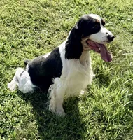 Reno, a male English Springer Spaniel for sale in Baldwin, WI – 2 of 3