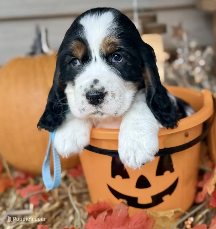Black tri teal collar  – English Springer Spaniel puppy for sale in Baldwin, WI