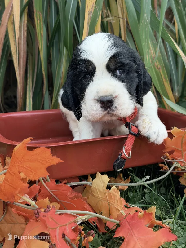 Blk tri red collar  – English Springer Spaniel puppy for sale in Baldwin, WI