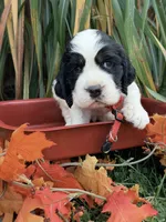 Blk tri red collar , a male English Springer Spaniel for sale in Baldwin, WI – 1 of 2
