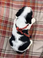 Blk tri red collar , a male English Springer Spaniel for sale in Baldwin, WI – 2 of 2