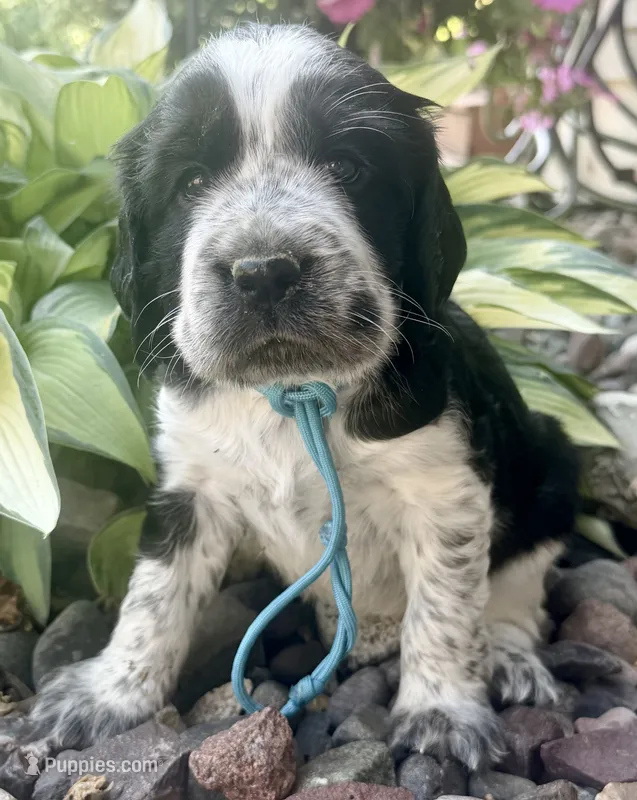 B/w roan Rdy July 21  – English Springer Spaniel puppy for sale in Baldwin, WI