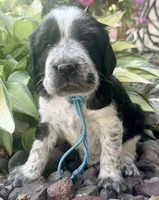 B/w roan Rdy July 21 , a female English Springer Spaniel for sale in Baldwin, WI – 1 of 4