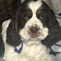 Liver tri rdy 2/22 , a male English Springer Spaniel for sale in Baldwin, WI – Photo 1 of 5