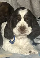 Liver tri rdy 2/22 , a male English Springer Spaniel for sale in Baldwin, WI – Photo 1 of 5
