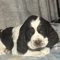 Liver tri rdy 2/22 , a male English Springer Spaniel for sale in Baldwin, WI – Photo 4 of 5