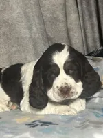 Liver tri rdy 2/22 , a male English Springer Spaniel for sale in Baldwin, WI – Photo 4 of 5