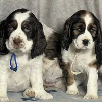 Liver tri rdy 2/22 , a male English Springer Spaniel for sale in Baldwin, WI – Photo 5 of 5