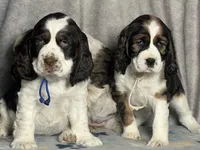 Liver tri rdy 2/22 , a male English Springer Spaniel for sale in Baldwin, WI – Photo 5 of 5