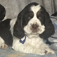 Liver tri rdy 2/22 , a male English Springer Spaniel for sale in Baldwin, WI – Photo 2 of 5