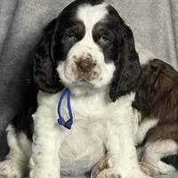 Liver tri rdy 2/22 , a male English Springer Spaniel for sale in Baldwin, WI – Photo 3 of 5
