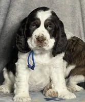 Liver tri rdy 2/22 , a male English Springer Spaniel for sale in Baldwin, WI – Photo 3 of 5