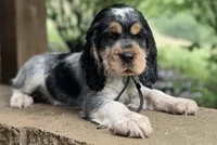 Black tri roan- black, a male English Springer Spaniel for sale in Baldwin, WI – 2 of 4