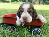 Ready Aug 18 gray , a female English Springer Spaniel for sale in Baldwin, WI – 2 of 4