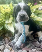 B/w roan Rdy July 21 , a female English Springer Spaniel for sale in Baldwin, WI – 3 of 4
