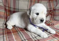 Female cream , a female English Cream Golden Retriever for sale in Baldwin, WI – 3 of 5