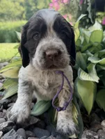 L/w roan rdy July 21 , a female English Springer Spaniel for sale in Baldwin, WI – 3 of 5