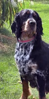 Black tri roan 4 yr old , a female English Springer Spaniel for sale in Baldwin, WI – 3 of 3