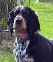 Black tri roan 4 yr old , a female English Springer Spaniel for sale in Baldwin, WI – 2 of 3