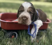 Rdy Aug 18 , a male English Springer Spaniel for sale in Baldwin, WI – 1 of 2
