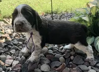 L/w roan rdy July 21 , a female English Springer Spaniel for sale in Baldwin, WI – 4 of 5