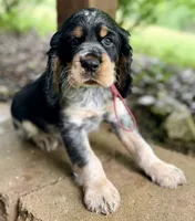 Black tri roan-maroon, a male English Springer Spaniel for sale in Baldwin, WI – 5 of 5