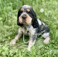 Black tri roan- gray , a male English Springer Spaniel for sale in Baldwin, WI – 2 of 3