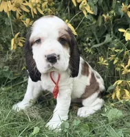 Sable male , a male English Springer Spaniel for sale in Baldwin, WI – 7 of 10