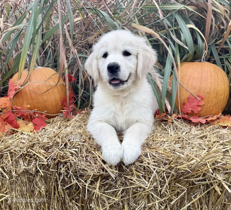 Female cream  – English Cream Golden Retriever puppy for sale in Baldwin, WI
