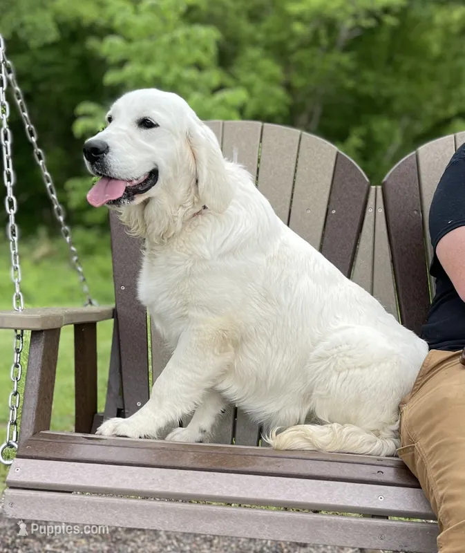 4yr Female rdy sept  – English Cream Golden Retriever puppy for sale in Baldwin, WI