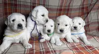 Female cream , a female English Cream Golden Retriever for sale in Baldwin, WI – 4 of 5