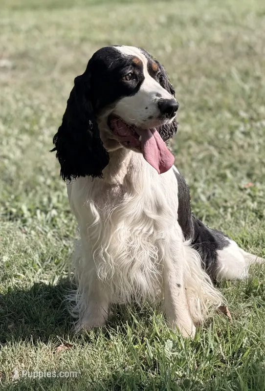 Reno – English Springer Spaniel puppy for sale in Baldwin, WI