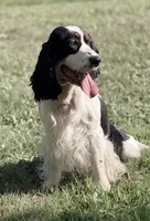 Reno, a male English Springer Spaniel for sale in Baldwin, WI – 1 of 3