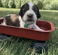 Ready Aug 18 green , a male English Springer Spaniel for sale in Baldwin, WI – 3 of 4