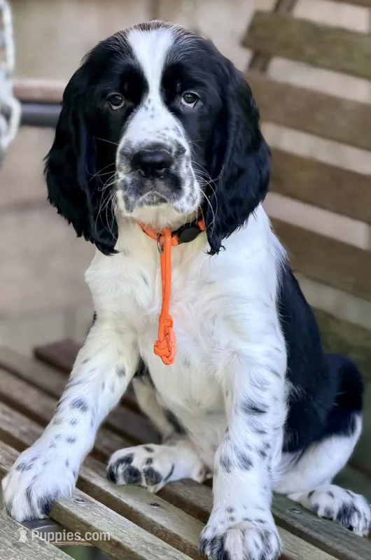 ORANGE COLLAR – English Springer Spaniel puppy for sale in Baldwin, WI