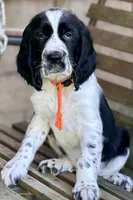ORANGE COLLAR, a male English Springer Spaniel for sale in Baldwin, WI – 1 of 1