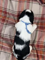 Black tri teal collar , a female English Springer Spaniel for sale in Baldwin, WI – 3 of 3