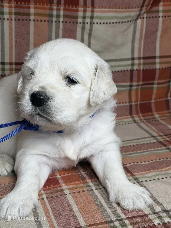Cream male  – English Cream Golden Retriever puppy for sale in Baldwin, WI