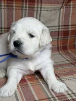 Cream male , a male English Cream Golden Retriever for sale in Baldwin, WI – 1 of 2