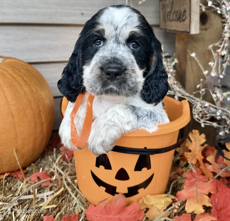 Blk tri roan orange  – English Springer Spaniel puppy for sale in Baldwin, WI