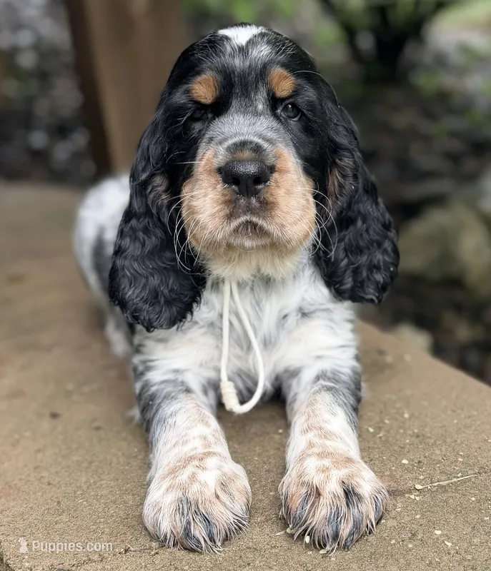 Black tri roan- white  – English Springer Spaniel puppy for sale in Baldwin, WI